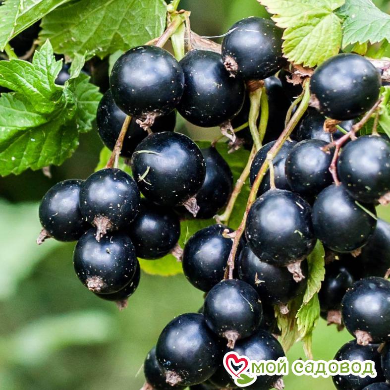 Черная смородина Русалка