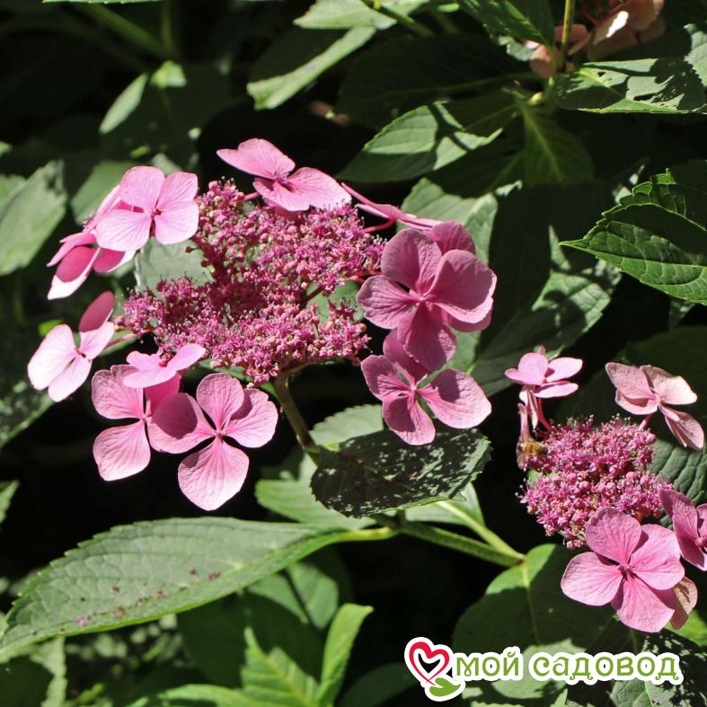 Гортензия крупнолистовая Маризи Перфекта ЗКС