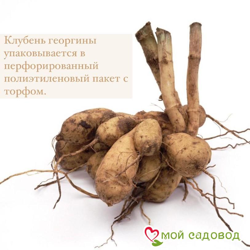 ГЕОРГИНА декоративная Блютифул (BLUETIFUL)